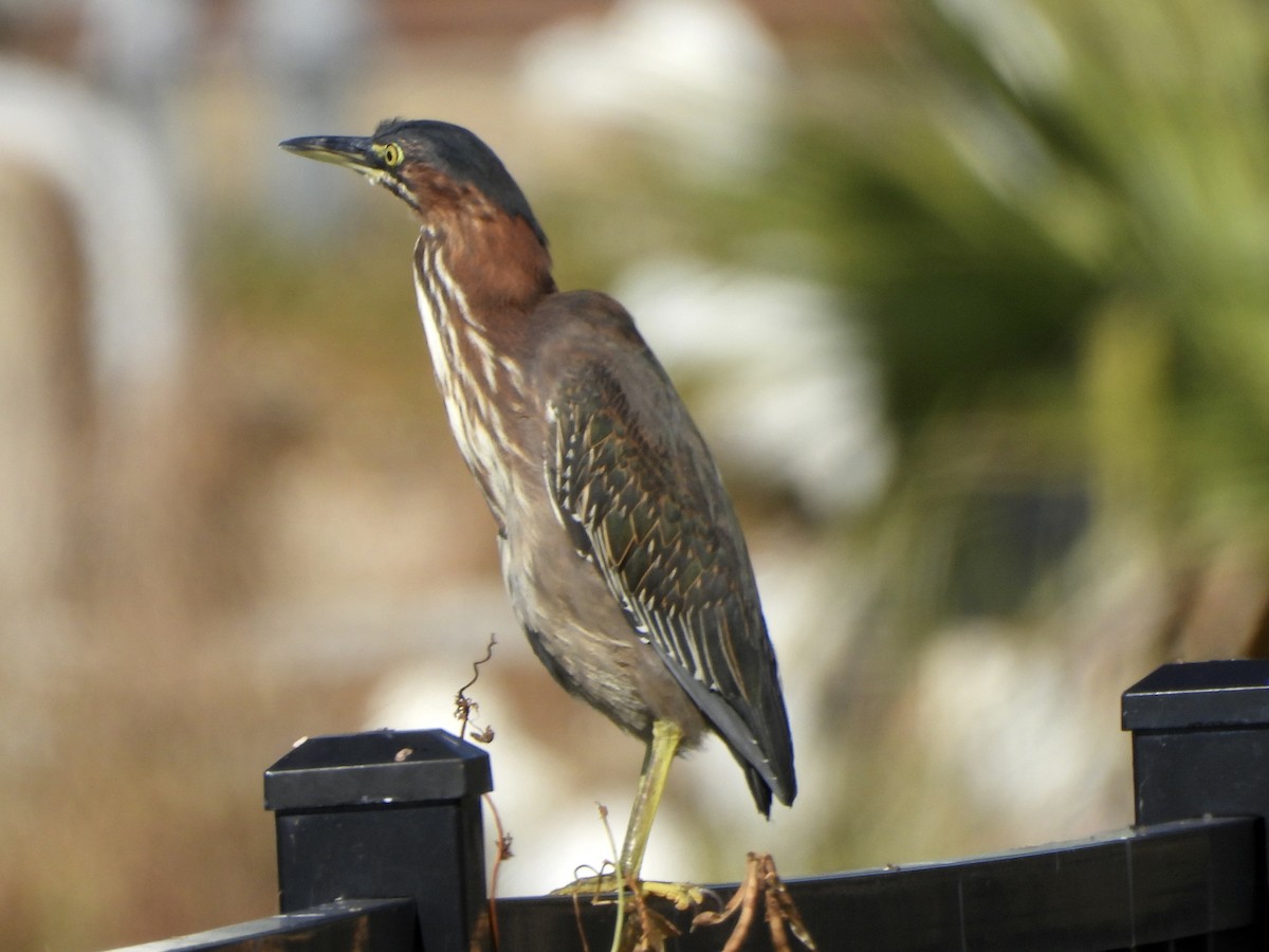 Grünreiher - ML645397668