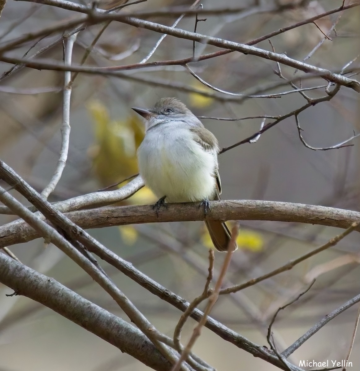 Ash-throated Flycatcher - ML645397669