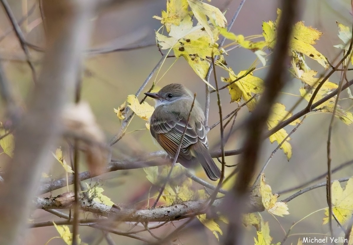 Ash-throated Flycatcher - ML645397673