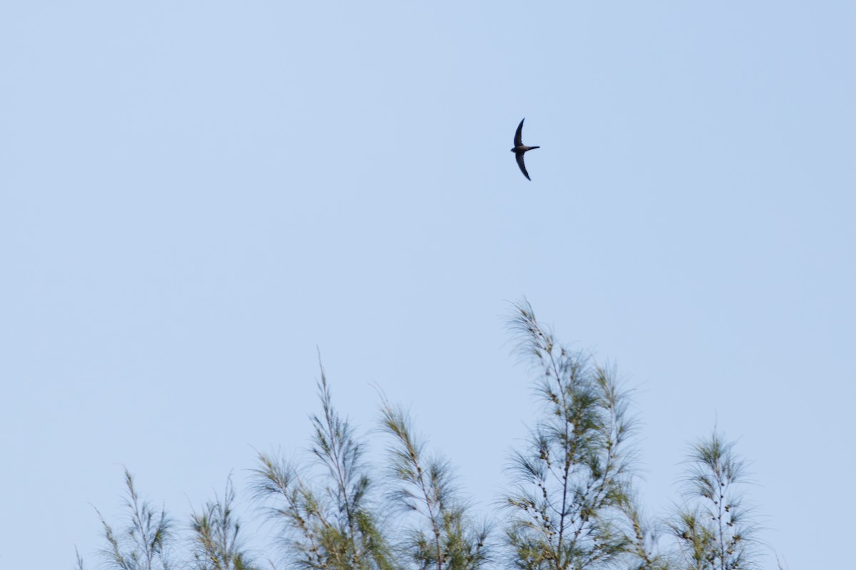 Серпокрилець канарський - ML645397684