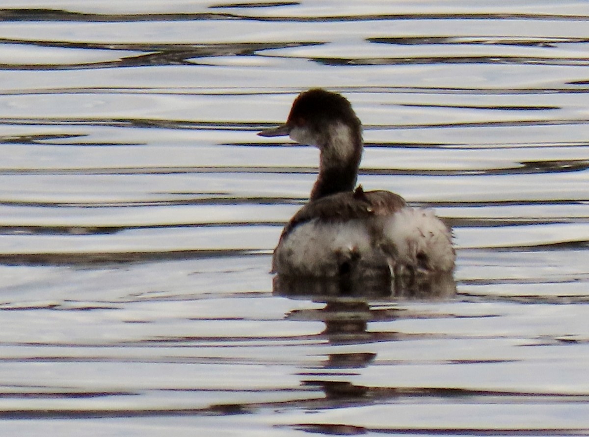 potápka černokrká - ML645397693