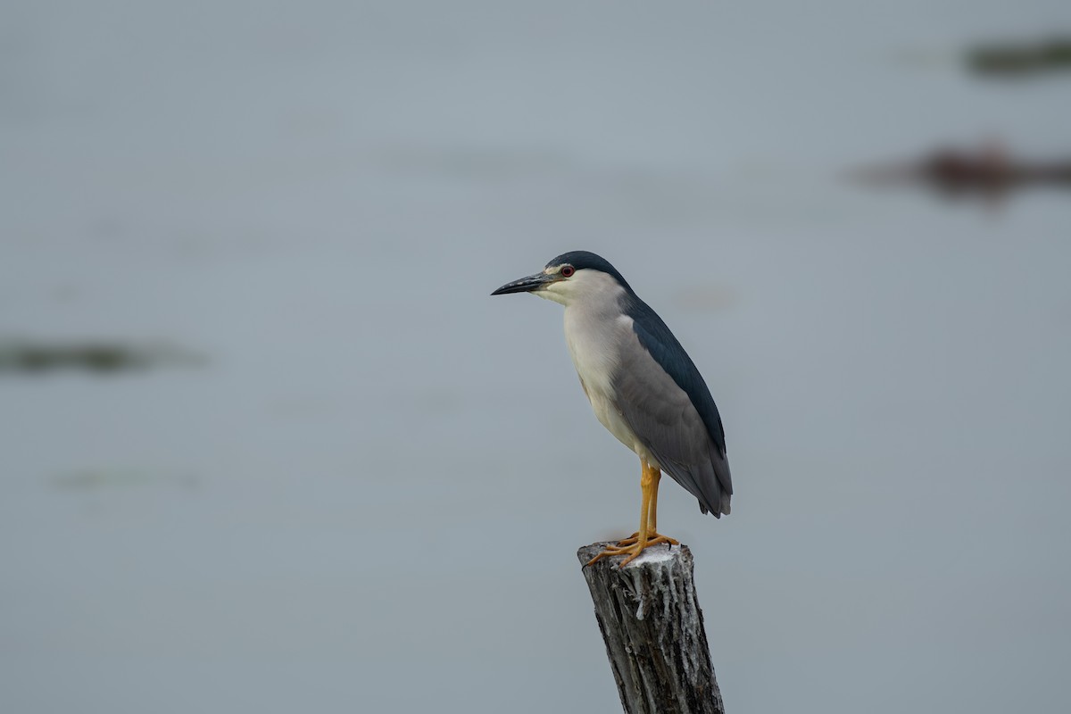 Nitticora - ML645397695