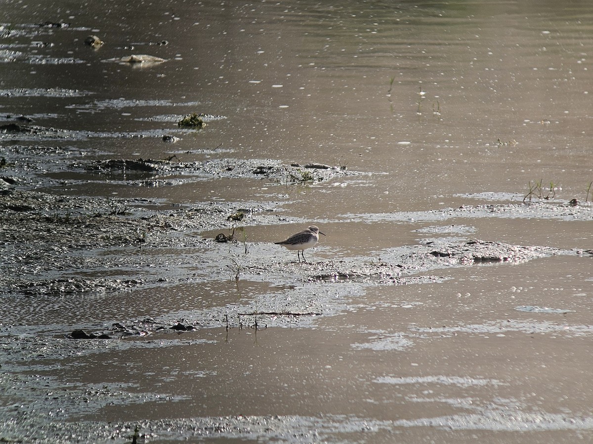 Dunlin - ML645397699