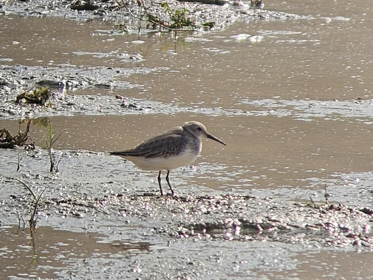 Dunlin - ML645397700
