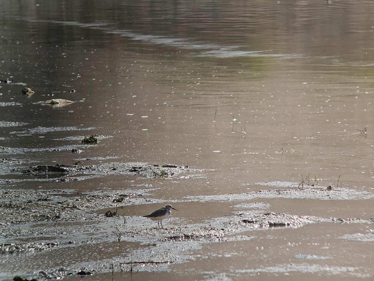 Dunlin - ML645397701