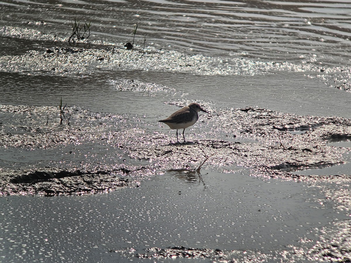 Dunlin - ML645397702