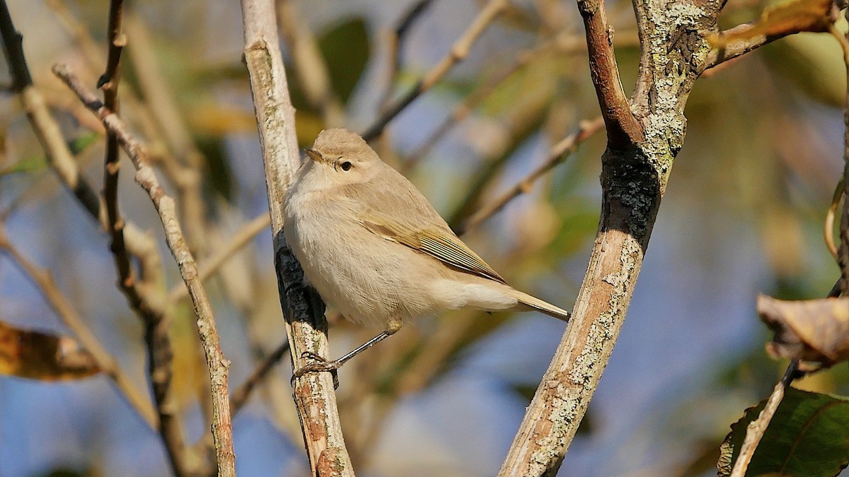 budníček menší - ML645397717