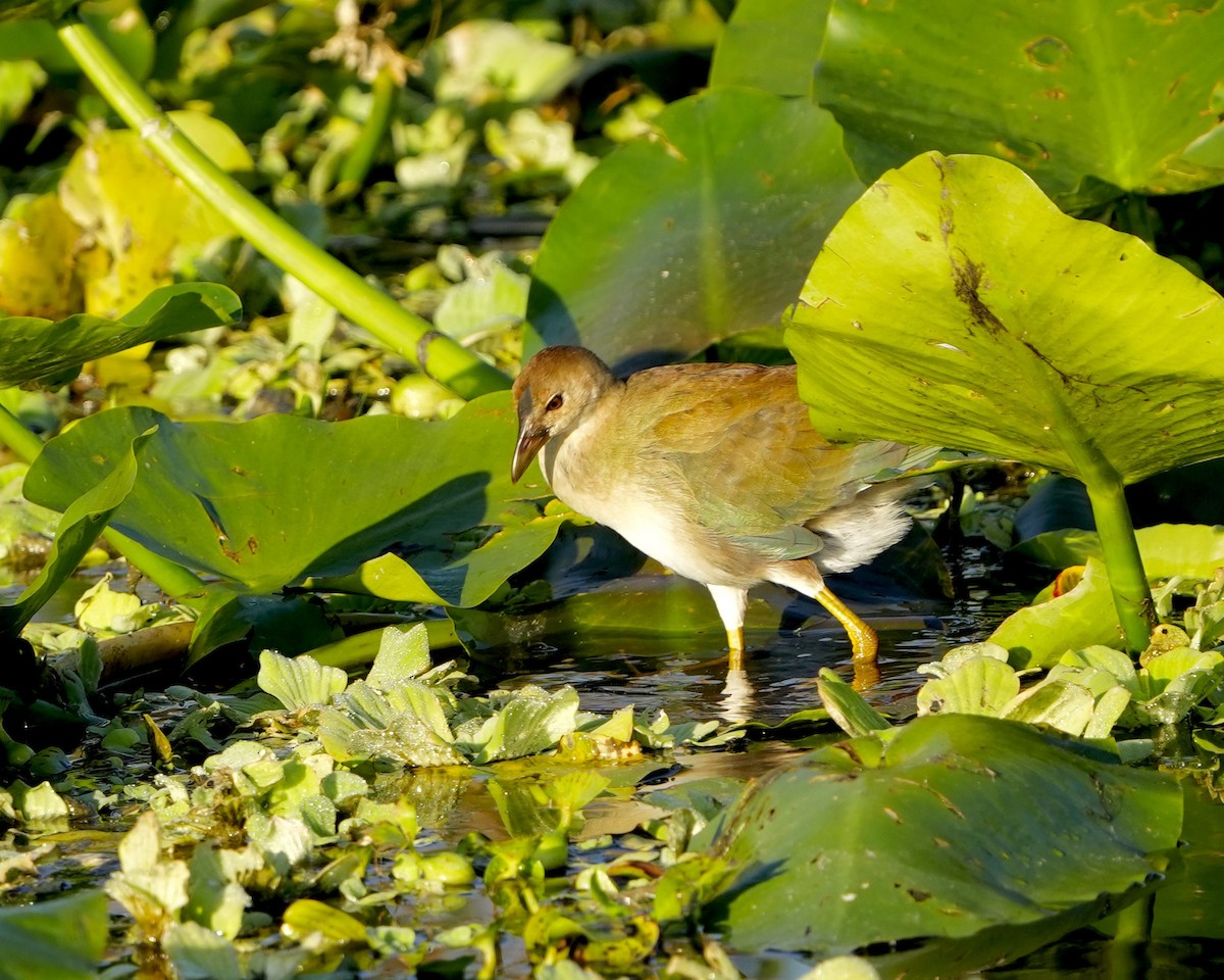 Малая султанка - ML645397726
