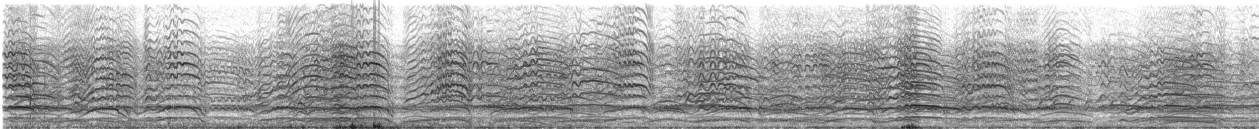 racek tmavý - ML645397727