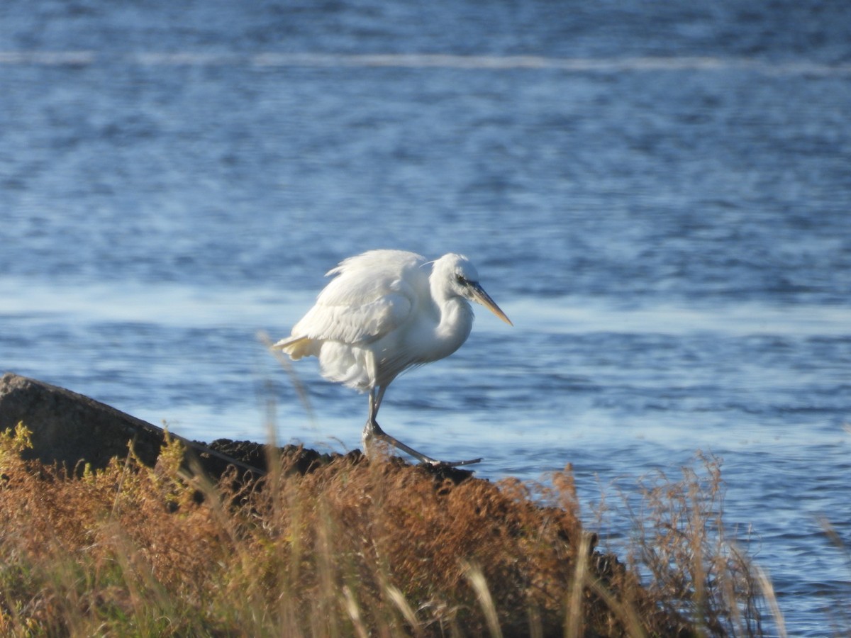 Great Blue Heron (Great White) - ML645397741
