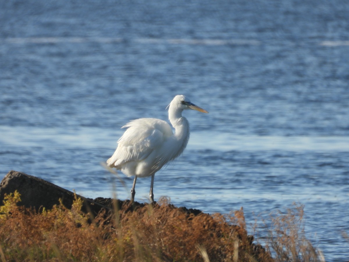 Great Blue Heron (Great White) - ML645397742