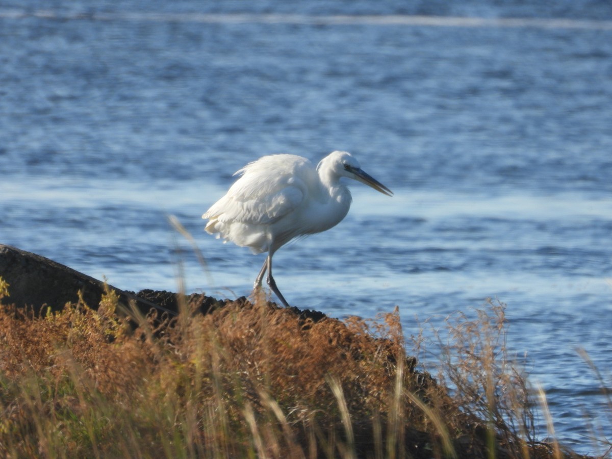 Great Blue Heron (Great White) - ML645397743