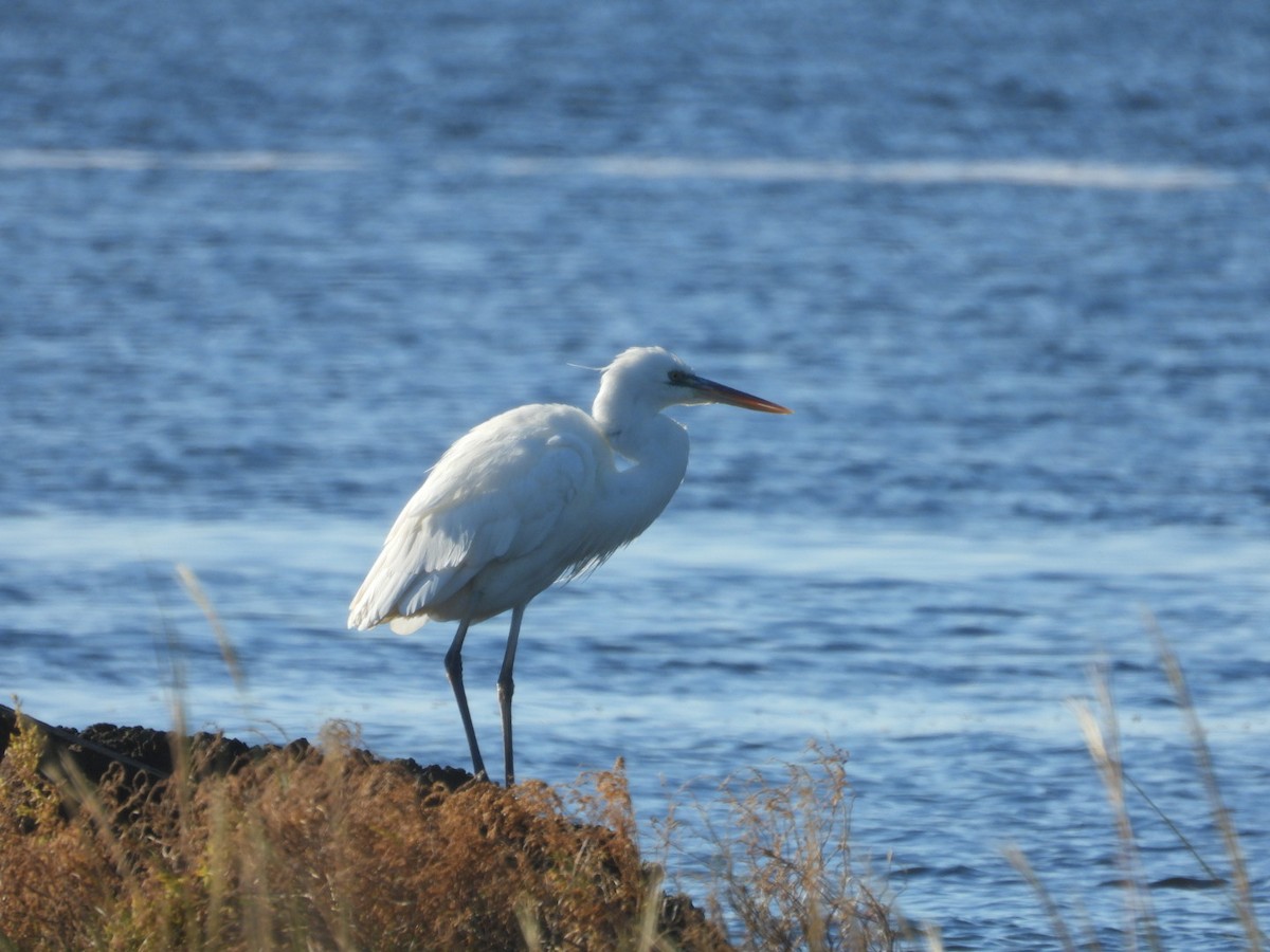 Great Blue Heron (Great White) - ML645397744