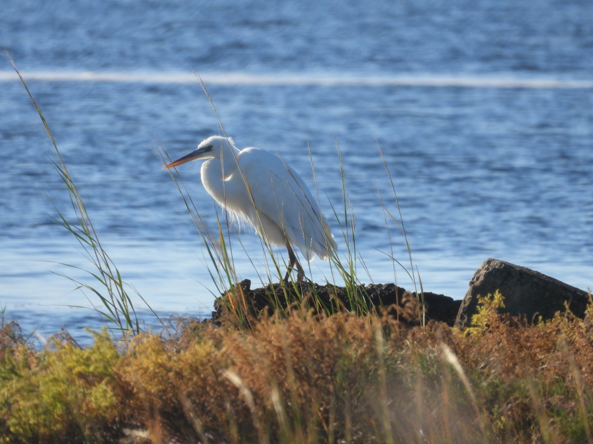 Great Blue Heron (Great White) - ML645397745