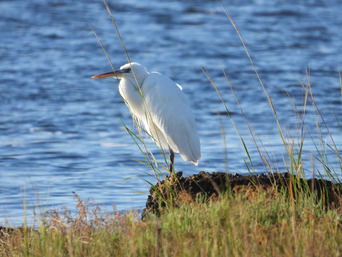 Great Blue Heron (Great White) - ML645397746