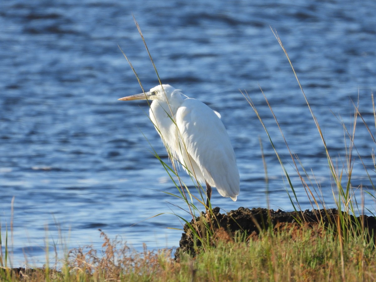 Great Blue Heron (Great White) - ML645397747