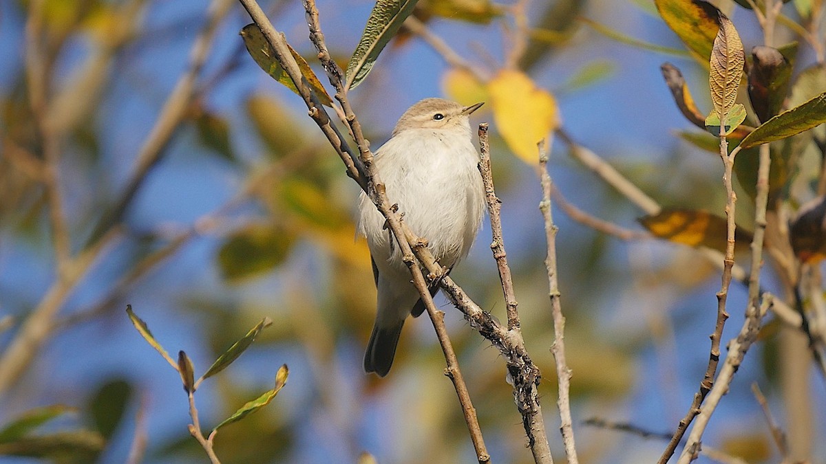 budníček menší - ML645397753