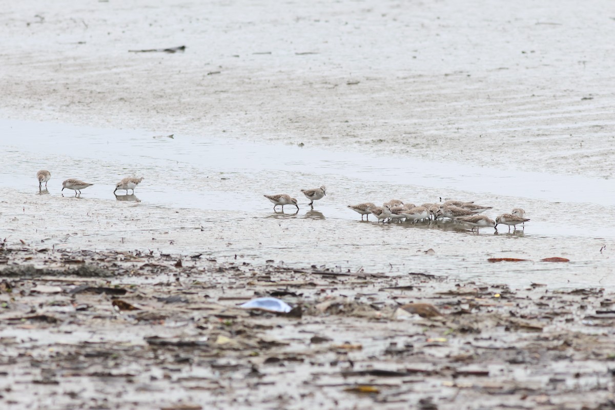 Semipalmated Sandpiper - ML645397768