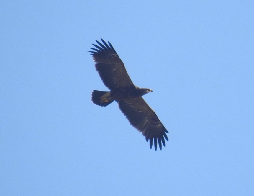 Lesser Spotted Eagle - ML645397777