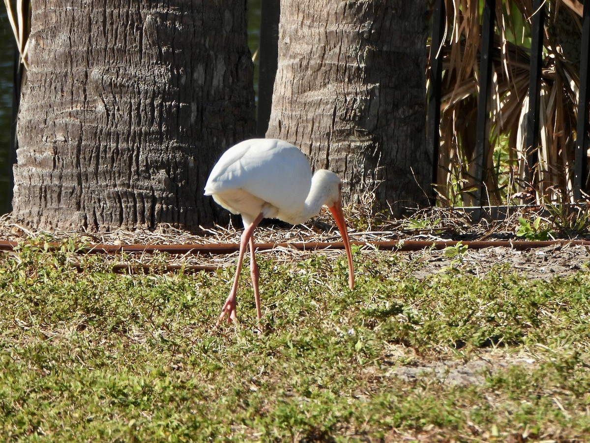 Schneesichler - ML645397785