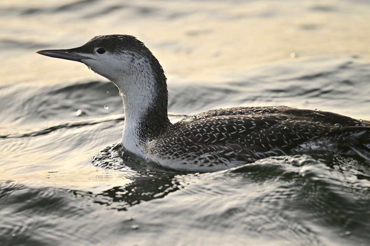 Plongeon catmarin - ML645397790