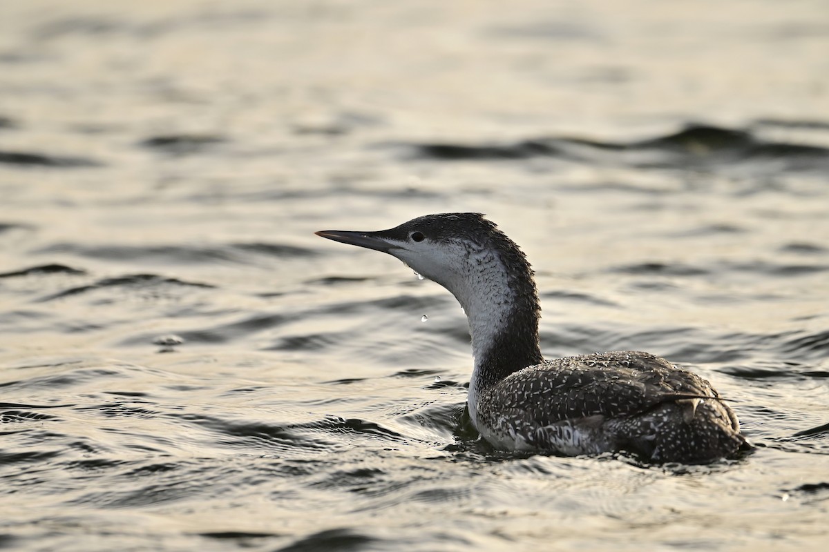 Plongeon catmarin - ML645397791