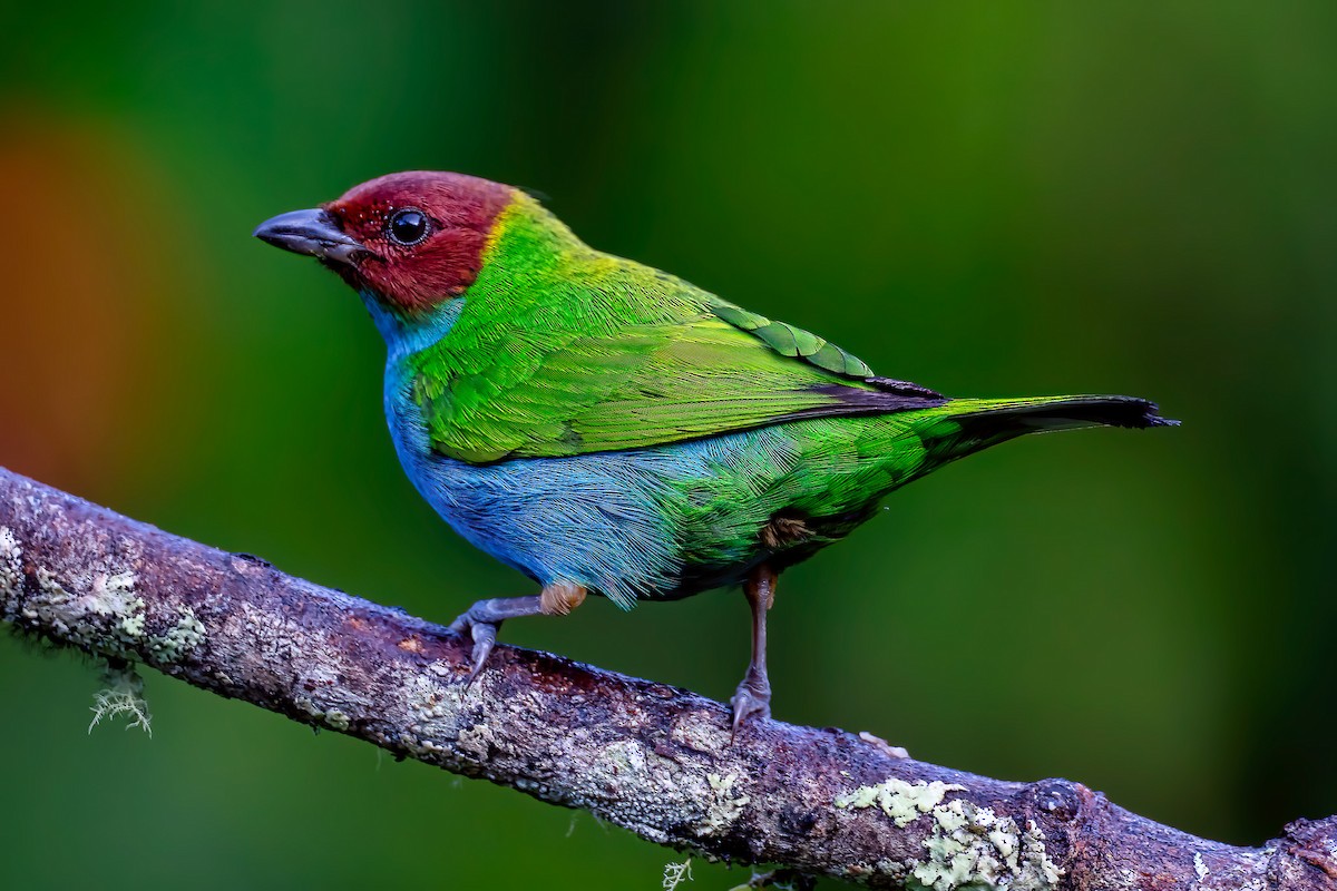 Tangara Cabecibaya - ML645397803