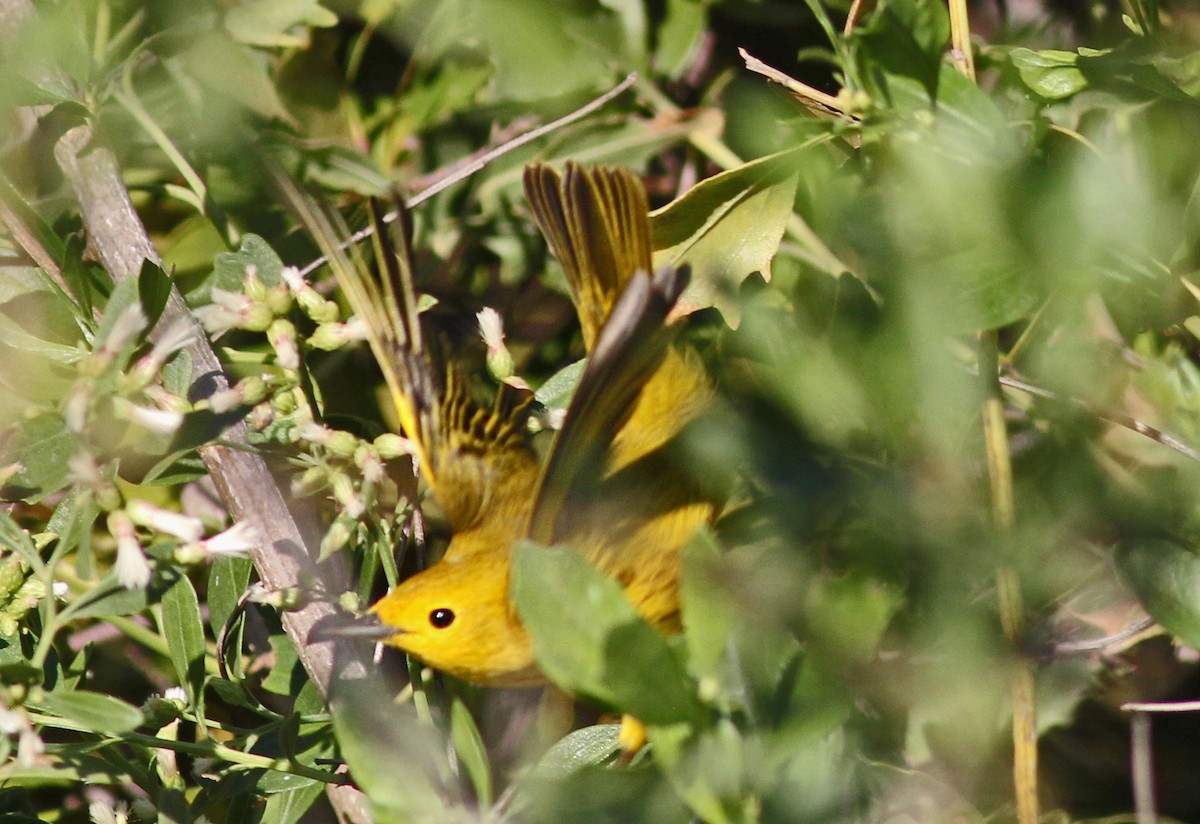 Northern Yellow Warbler - ML645397807