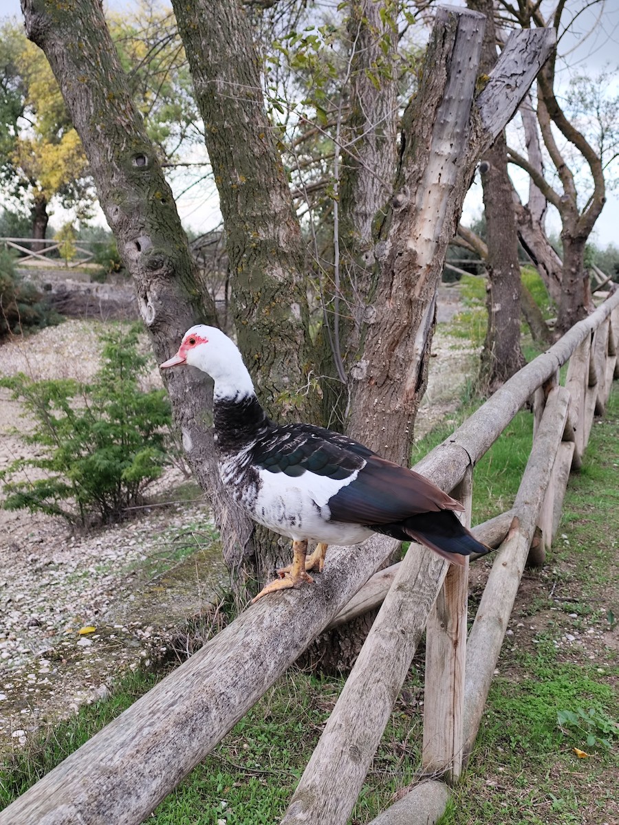 Muscovy Duck (Domestic type) - ML645397809