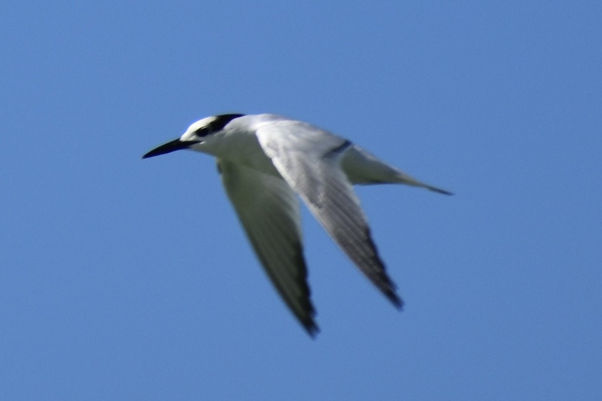 Charrán Patinegro - ML645397811