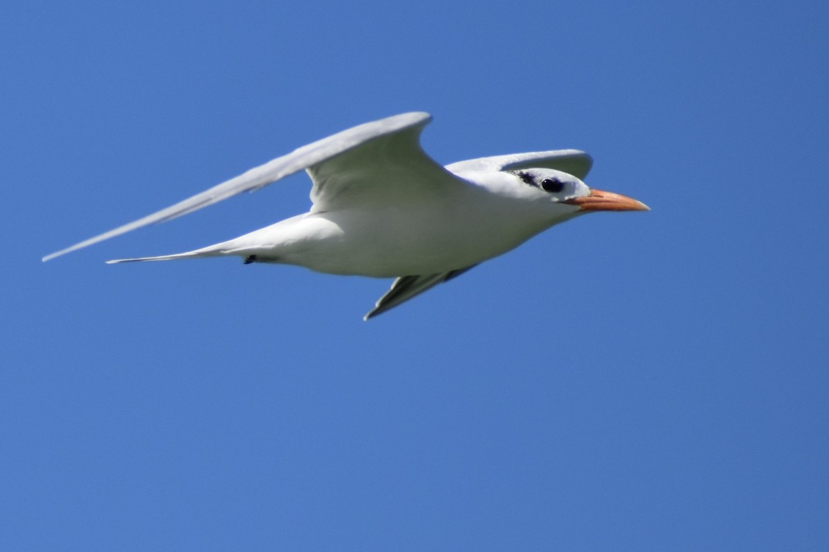 Charrán Real Americano - ML645397824