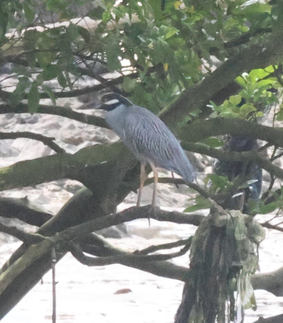אנפת לילה צהובת-כיפה - ML645397833
