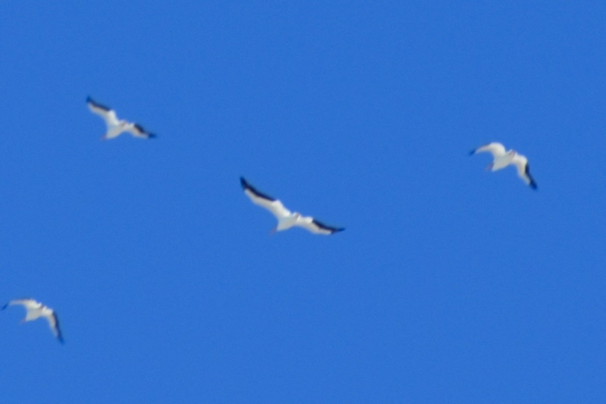 Pelícano Norteamericano - ML645397838