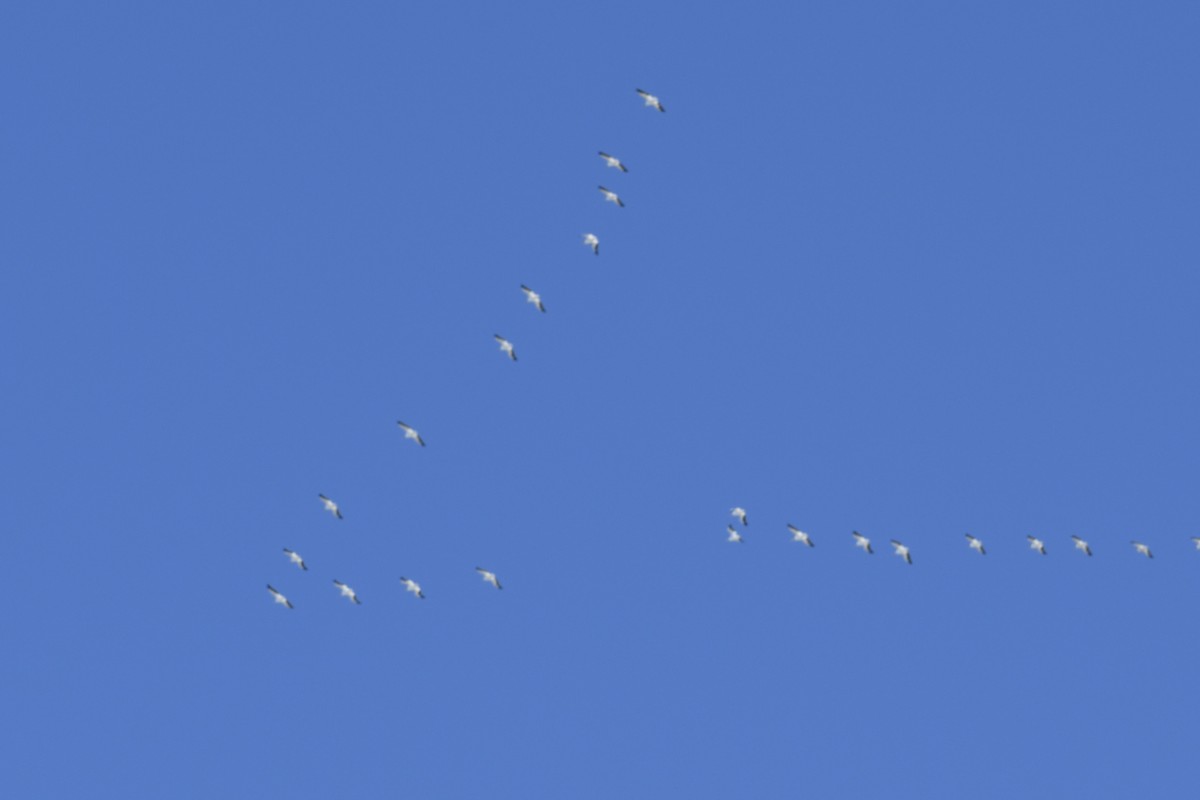 Pelícano Norteamericano - ML645397839