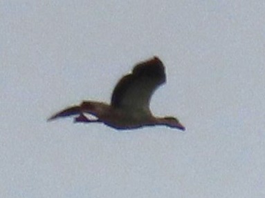 Egyptian Goose - ML645397846