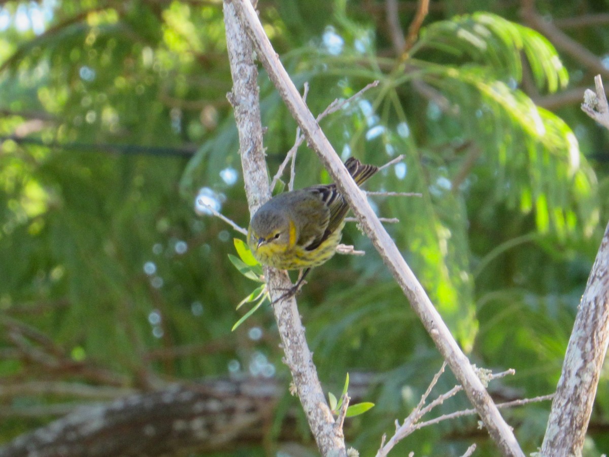 ホオアカアメリカムシクイ - ML645397879