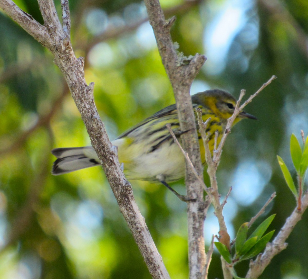 ホオアカアメリカムシクイ - ML645397880