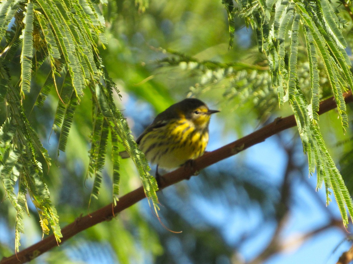 ホオアカアメリカムシクイ - ML645397881