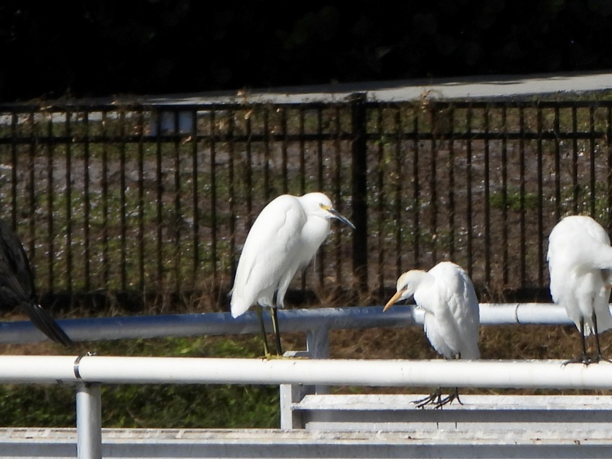 Schmuckreiher - ML645397896