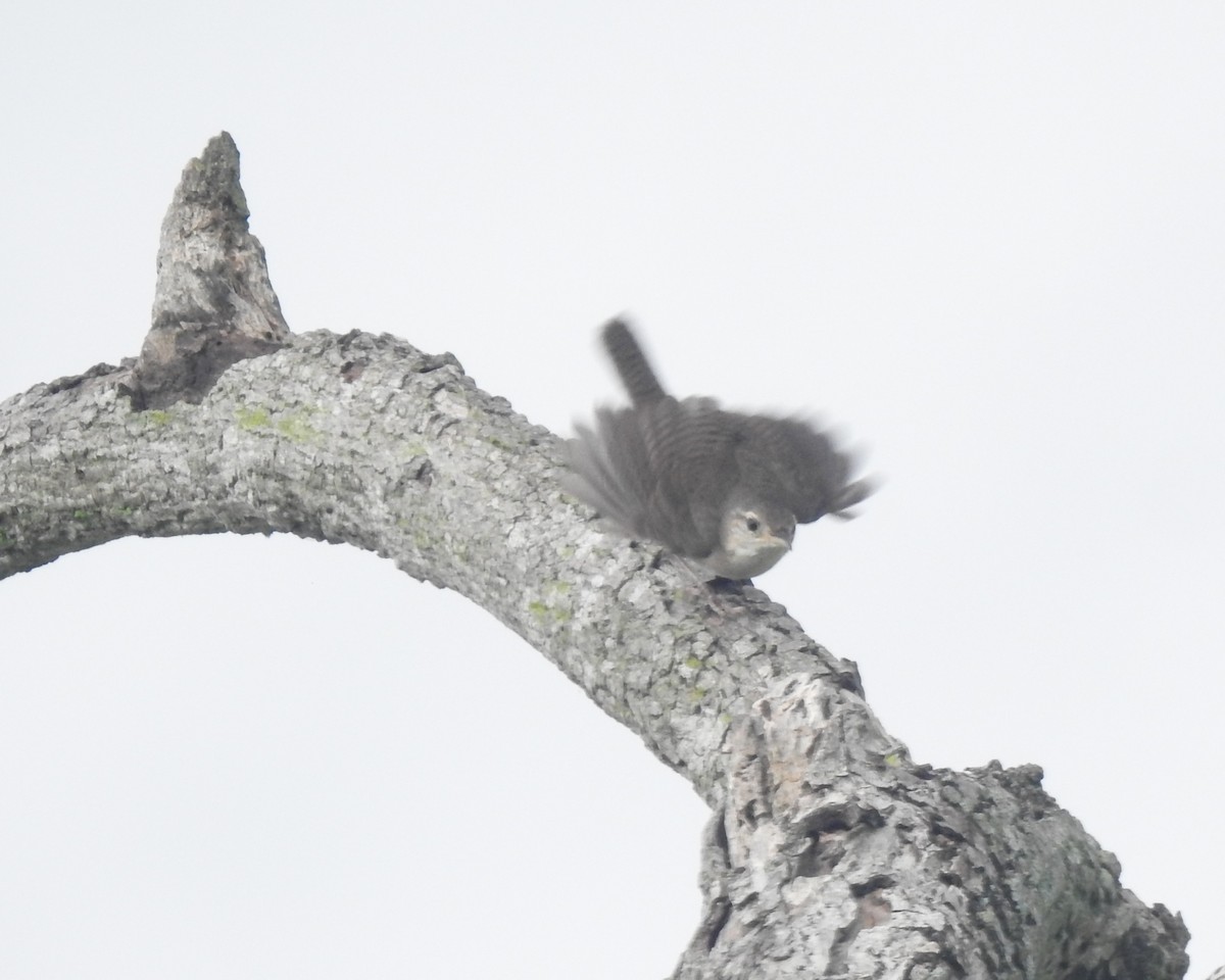Southern House Wren - ML645397898