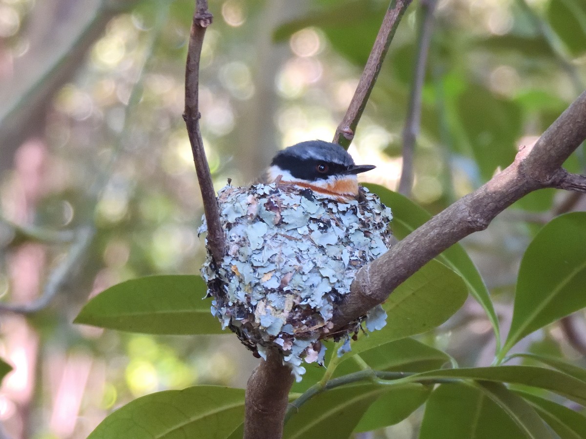 Kapschnäpper - ML645397916