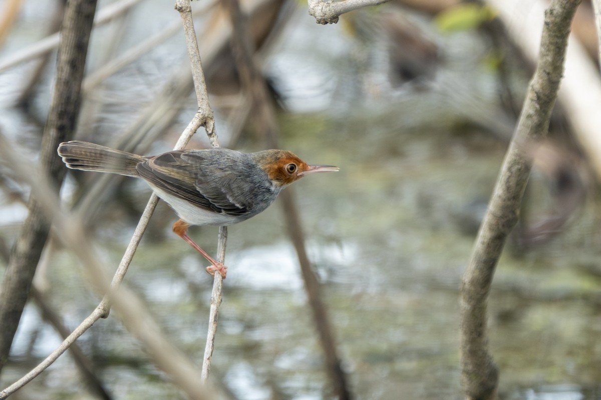 askeskredderfugl - ML645397924