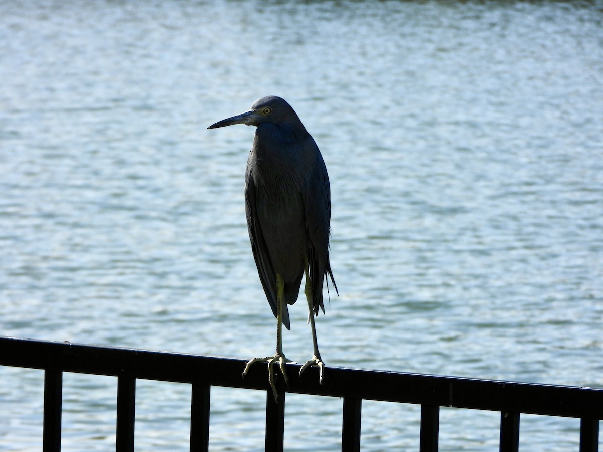 Blaureiher - ML645397946