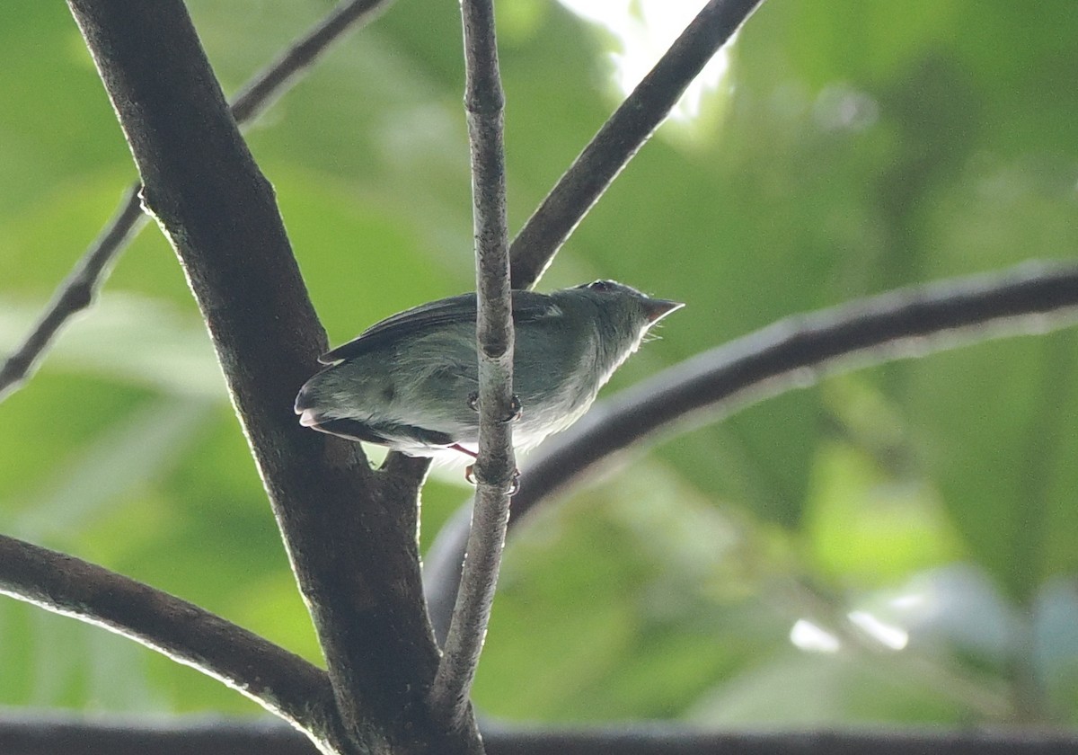 Amazonienzwergpipra - ML645397948