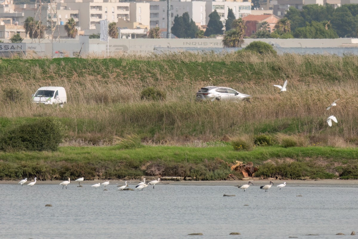 African Sacred Ibis - ML645397954
