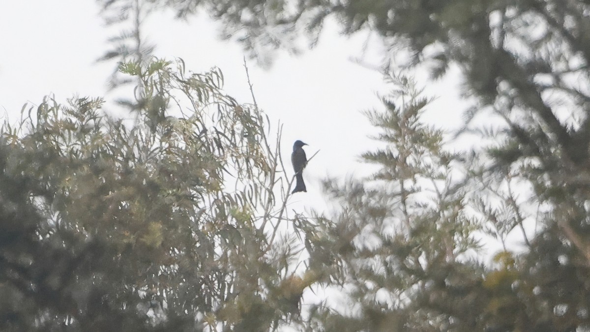 Hair-crested Drongo - ML645397955