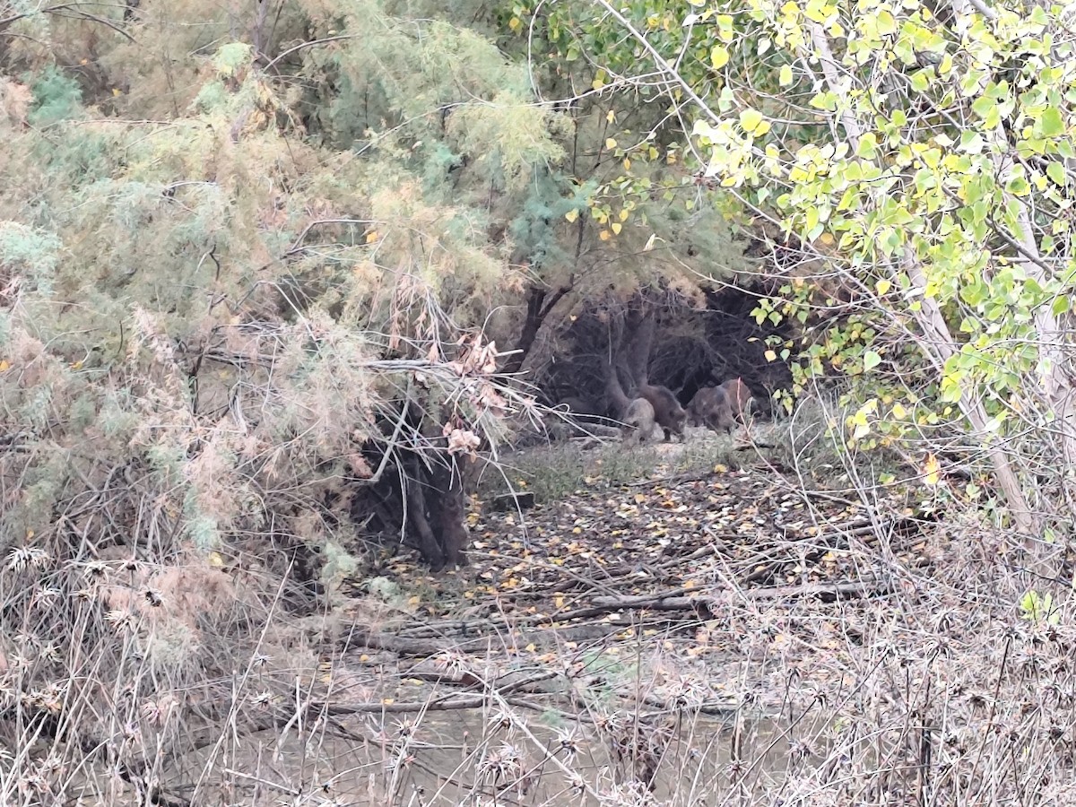 Central European Boar - ML645397959