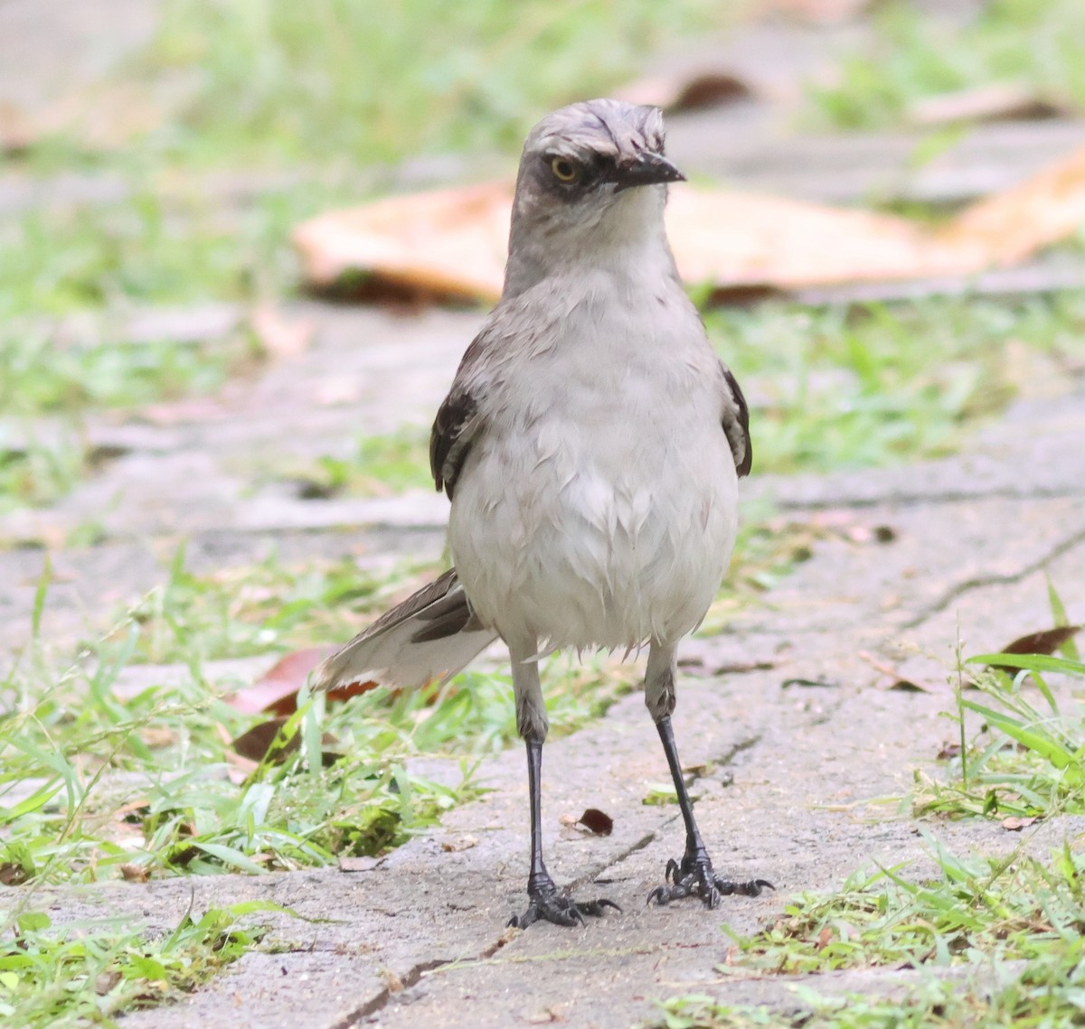 Tropikal Taklitçi - ML645397962