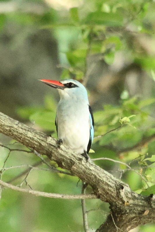 Woodland Kingfisher - ML645397971