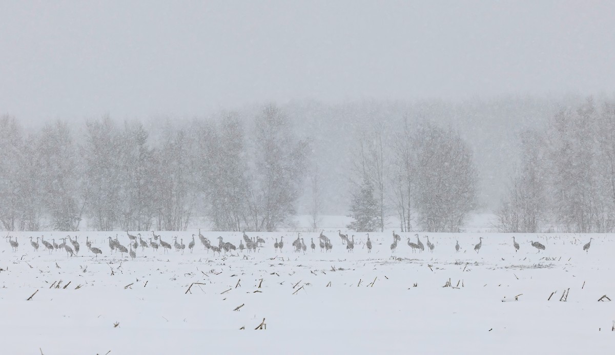 Sandhill Crane - ML645397977